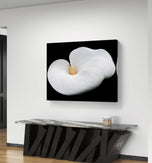 White Lily Flower Wrapped Canvas Print | Authentic Nature Closeup Photography | Modern Wall Art for Home Office Décor | Horizontal Picture
