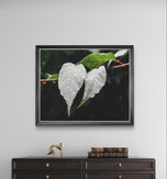 White Leaves with Raindrops Close-Up Nature Photography Print | Horizontal Unframed Canvas Wall Art for Home, Office, or Gift