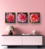 Pink Rose Flowers with Raindrops-Authentic Nature Macro Photography-Unframed Canvas Square 3 Prints Set-Modern Wall Art Home Décor Pictures