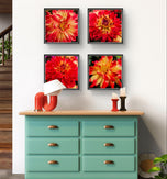 Red Dahlia with Raindrops Nature Macro Photography Canvas Set | 6 Square Prints | Botanical Wall Art