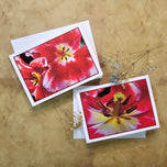 Greeting / Note Cards with Envelopes Featuring Red Tulip Flowers Original Macro Photography | Blank Floral Cards Set of 4