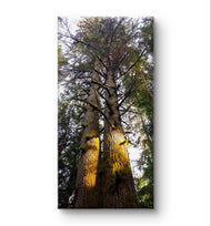 Forest Trees in Golden Sunset | Authentic Nature Closeup Photography | Gallery Wrapped Canvas Vertical Print | Biophilic Wall Art Decor