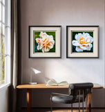 Vibrant Rose Flowers Set of 4 Square Prints | Authentic Nature Closeup Photography | Unframed Canvas Wall Art Collection | Modern Home Office Decor
