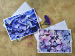 Greeting / Note Cards with Envelopes Featuring Vibrant Hydrangea Blossoms Original Macro Photography | Blank 4 Cards Set – 7” x 5” | Nature Lover Gift