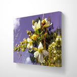 White Spring Blossom with Raindrops | Macro Floral Photography | Horizontal Gallery Wrapped Canvas | Modern Botanical Wall Art Décor