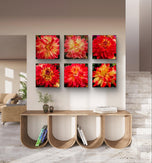 Red Dahlia with Raindrops Nature Macro Photography Canvas Set | 6 Square Prints | Botanical Wall Art