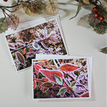 Winter Frost Covered Leaves Original Photography Greeting Cards | Blank Note Cards Set of 4 with Envelopes | 5" × 7" Canvas Paper
