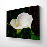 White Arum Lily with Raindrops Closeup Photography | Horizontal Gallery Wrapped Canvas Nature Wall Art for Biophilic Style Decor
