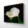 White Arum Lily with Raindrops Closeup Photography | Horizontal Gallery Wrapped Canvas Nature Wall Art for Biophilic Style Decor