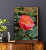 Digital 2 Prints Set 3x4 & 16x9 Ratios | Pink Roses with Raindrops Authentic Macro Photography | Instant Download for Home Wall Art Décor & Multi-Device Wallpapers