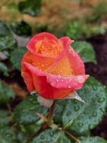 Digital 2 Prints Set 3x4 & 16x9 Ratios | Pink Roses with Raindrops Authentic Macro Photography | Instant Download for Home Wall Art Décor & Multi-Device Wallpapers