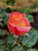 Digital 2 Prints Set 3x4 & 16x9 Ratios | Pink Roses with Raindrops Authentic Macro Photography | Instant Download for Home Wall Art Décor & Multi-Device Wallpapers