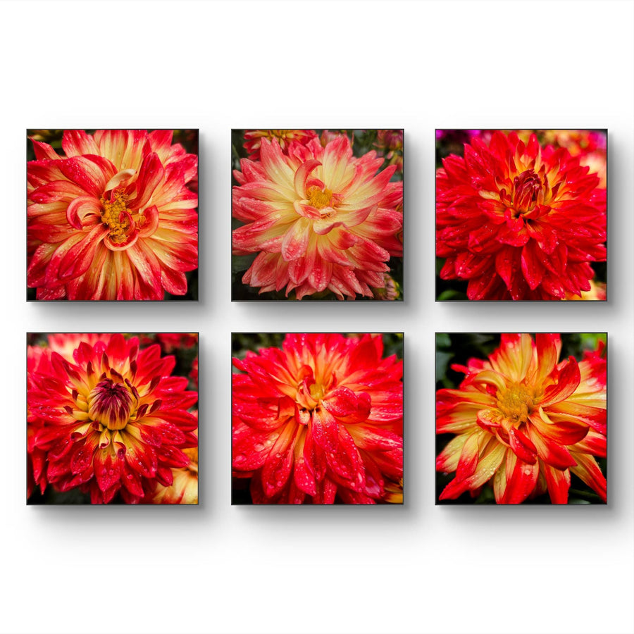 Red Dahlia with Raindrops Macro Photography