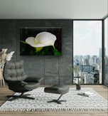 White Arum Lily with Raindrops Closeup Photography | Horizontal Gallery Wrapped Canvas Nature Wall Art for Biophilic Style Decor