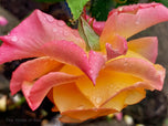 Digital 2 Prints Set 3x4 & 16x9 Ratios | Pink Roses with Raindrops Authentic Macro Photography | Instant Download for Home Wall Art Décor & Multi-Device Wallpapers