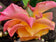 Digital 2 Prints Set 3x4 & 16x9 Ratios | Pink Roses with Raindrops Authentic Macro Photography | Instant Download for Home Wall Art Décor & Multi-Device Wallpapers