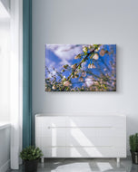 White Spring Blossom with Raindrops | Macro Floral Photography on Horizontal Wrapped Canvas | Modern Botanical Wall Art for Home & Office Décor