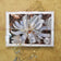 Greeting / Note Cards with Envelopes Featuring White Magnolia Flowers Original Closeup Photography | Blank 6 Cards Set – 7” x 5” | Nature Lover Gift