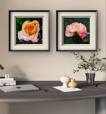 Vibrant Rose Flowers Set of 4 Square Prints | Authentic Nature Closeup Photography | Unframed Canvas Wall Art Collection | Modern Home Office Decor