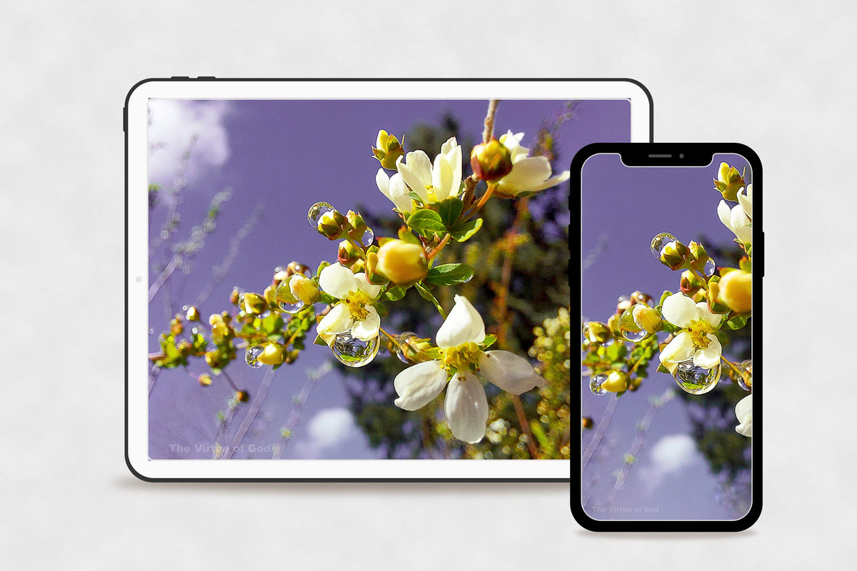 Digital 2 Prints Set-Macro Photography Floral Gallery Wall Home Décor-Spring Flowers with Raindrops-Instant Download Multi-Device Wallpapers