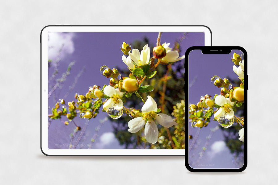 Digital 2 Prints Set-Macro Photography Floral Gallery Wall Home Décor-Spring Flowers with Raindrops-Instant Download Multi-Device Wallpapers