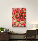 Red Succulents with Raindrops | Macro Photography Print | Vertical Gallery Wrapped Canvas Wall Art for Home & Office