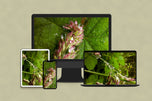 Digital 4 Prints 4x3 & 16x9 Ratios | Wetland Grass with Raindrops Authentic Macro Photography | Instant Download for Home Wall Art Decor & Multi-Device Wallpapers