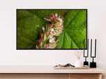 Digital 4 Prints 4x3 & 16x9 Ratios | Wetland Grass with Raindrops Authentic Macro Photography | Instant Download for Home Wall Art Decor & Multi-Device Wallpapers