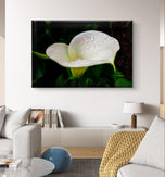 White Arum Lily with Raindrops Closeup Photography | Horizontal Gallery Wrapped Canvas Nature Wall Art for Biophilic Style Decor