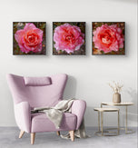 Pink Rose Flowers with Raindrops-Authentic Nature Macro Photography-Unframed Canvas Square 3 Prints Set-Modern Wall Art Home Décor Pictures