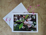 Greeting / Note Cards with Envelopes Featuring Apple Tree Flowers with Raindrops | Original Macro Photography | Blank 4 Cards Set – 4.5”x6.25”, 5.5”x8.5” | Nature Lover Gift
