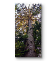 Summer Tree in Sunset | Authentic Nature Closeup Photography | Gallery Wrapped Canvas Vertical Print | Biophilic Wall Art for Home Decor