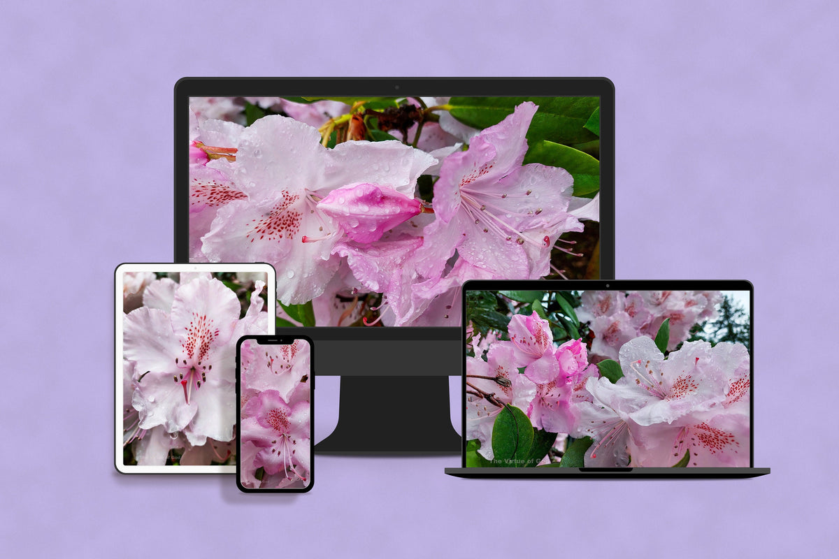 Digital Bundle 5 Prints Set-Pink Rhododendrons with Raindrops-Macro Photography Gallery Wall Art-Instant Download Multi-Device Wallpaper