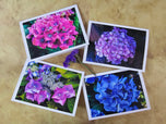 Greeting / Note Cards with Envelopes Featuring Vibrant Hydrangea Blossoms Original Photography | Blank 4 Cards Set 6.25x4.5 in, 8.5x5.5 in