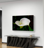 White Arum Lily with Raindrops Closeup Photography | Horizontal Gallery Wrapped Canvas Nature Wall Art for Biophilic Style Decor