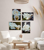 Pale Cream White Rose Canvas Prints Set of 4 | Authentic Nature Closeup Photography | Unframed Botanical Wall Art | Modern Home Office Decor | Vertical & Horizontal Orientations