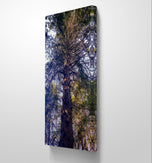 Forest Tree in Sunset | Authentic Nature Closeup Photography | Gallery Wrapped Canvas Vertical Print | Biophilic Wall Art for Home Decor