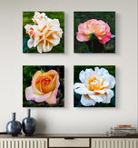 Vibrant Rose Flowers Set of 4 Square Prints | Authentic Nature Closeup Photography | Unframed Canvas Wall Art Collection | Modern Home Office Decor