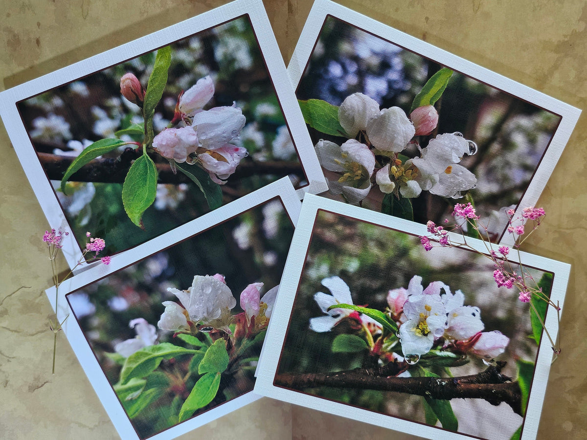 Greeting / Note Cards with Envelopes Featuring Apple Tree Flowers with Raindrops