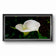 White Arum Lily with Raindrops | Authentic Nature Closeup Photography | Unframed Canvas Horizontal Print | Biophilic Wall Art Style