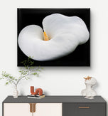 White Lily Flower Wrapped Canvas Print | Authentic Nature Closeup Photography | Modern Wall Art for Home Office Décor | Horizontal Picture