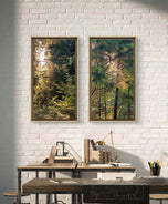 Forest Trees in Sunset | Authentic Nature Photography Prints Set of 3 | Vertical Unframed Canvas | Biophilic Wall Art