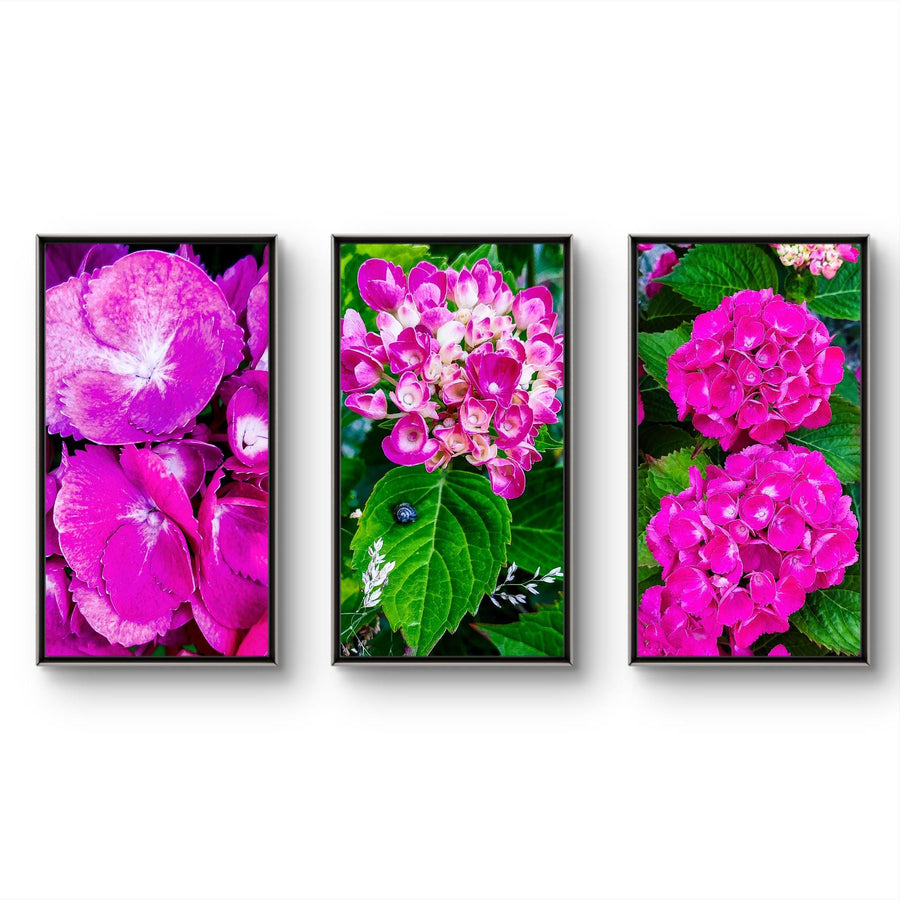 Pink Hydrangea Close-Up Nature Photography