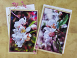Greeting / Note Cards with Envelopes Featuring Apple Tree Flowers with Raindrops | Original Macro Photography | Blank 4 Cards Set – 4.5”x6.25”, 5.5”x8.5” | Nature Lover Gift