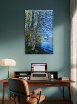 Tranquil Birch Trees by Mountain Lake | Authentic Nature Photography | Vertical Gallery Wrapped Canvas | Living Room, Office, or Cabin Wall Art