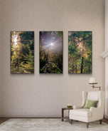 Forest Trees in Sunset | Authentic Nature Photography Prints Set of 3 | Vertical Unframed Canvas | Biophilic Wall Art