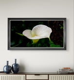 White Arum Lily with Raindrops | Authentic Nature Closeup Photography | Unframed Canvas Horizontal Print | Biophilic Wall Art Style