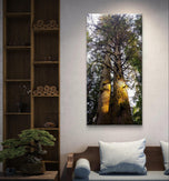 Forest Trees in Golden Sunset | Authentic Nature Closeup Photography | Gallery Wrapped Canvas Vertical Print | Biophilic Wall Art Decor