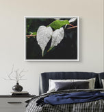 White Leaves with Raindrops Macro Photography Print | Horizontal Framed Canvas for Modern Wall Art Decor