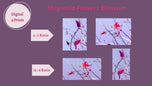 Digital 2 Prints Set 3x4 & 16x9 Ratios | Spring Pink Magnolia Authentic Photography | Instant Download for Home Wall Art Décor & Multi-Device Wallpapers